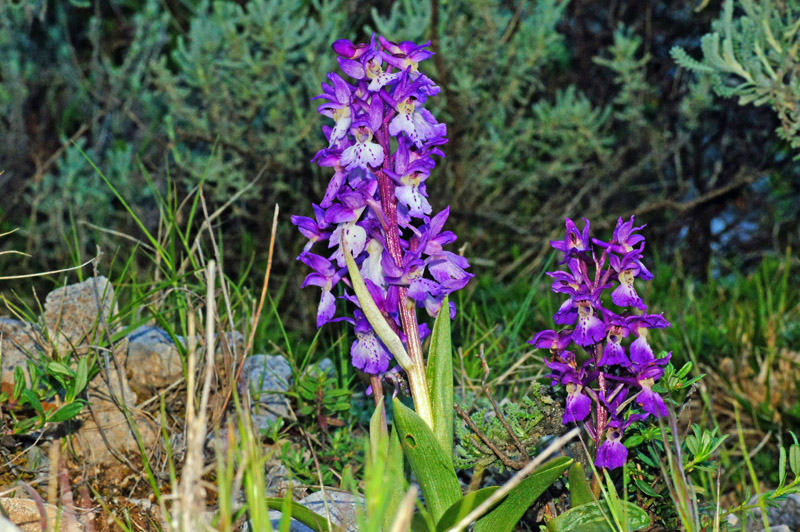 Orchis mascula subsp. ichnusae / Orchide di Sardegna